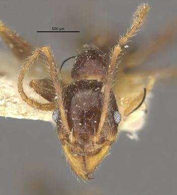 Media type: image;   Entomology 31792 Aspect: head frontal view